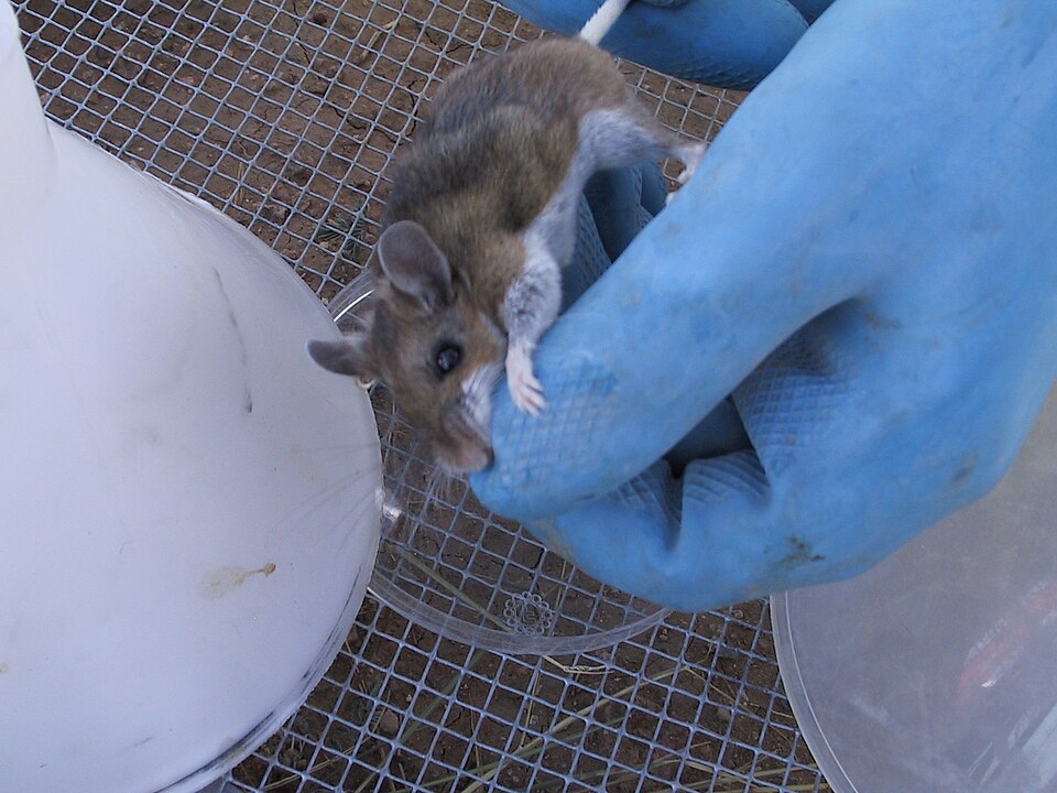 A scientist tests a hantavirus-infected deer mouse. (Wikipedia)